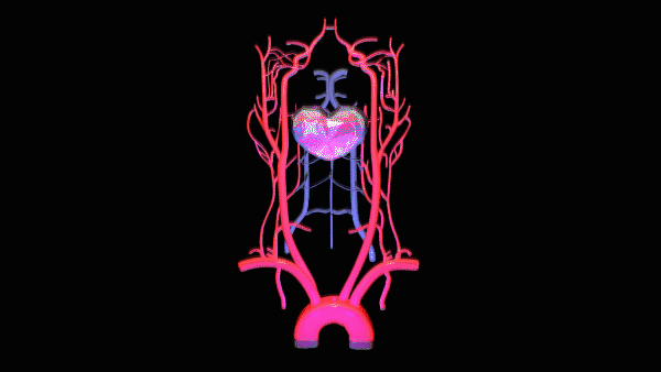 3D modelling animated Version Abdominal BASS Cavern Of A Stricken HEART